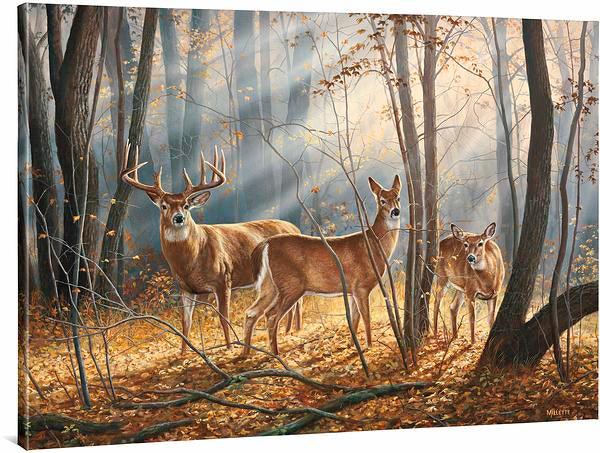 woodland-splendor-wtdwc8millette-F593866465CGW.jpg