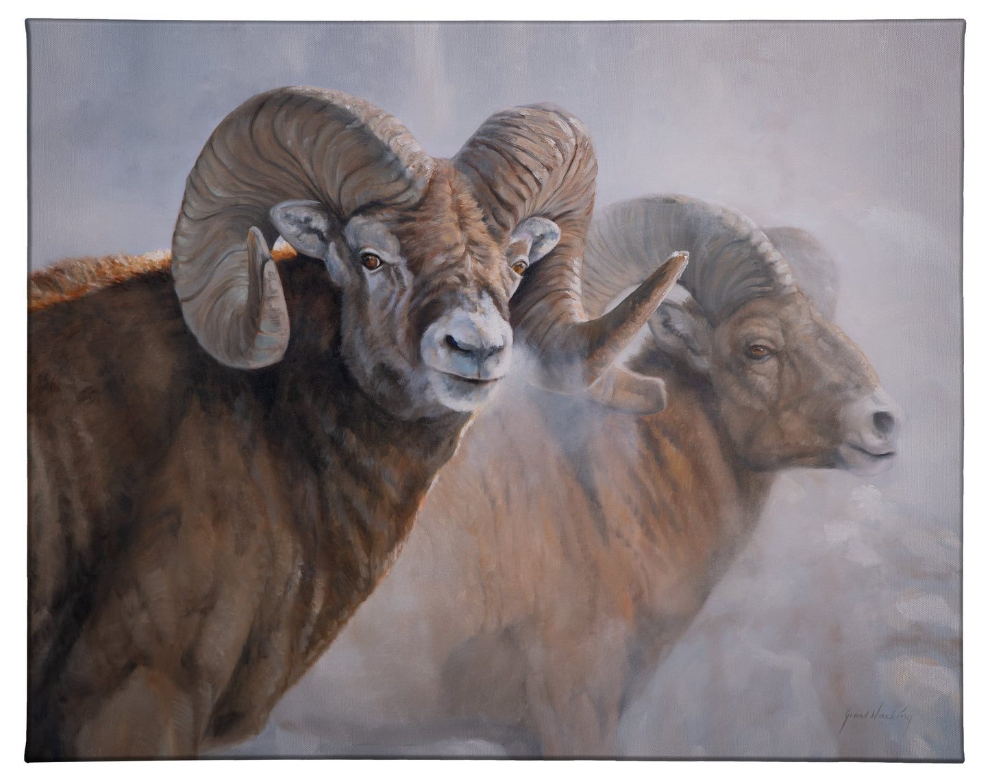 154499_Bighorns in the Mist_24x19_F_CGW.jpg