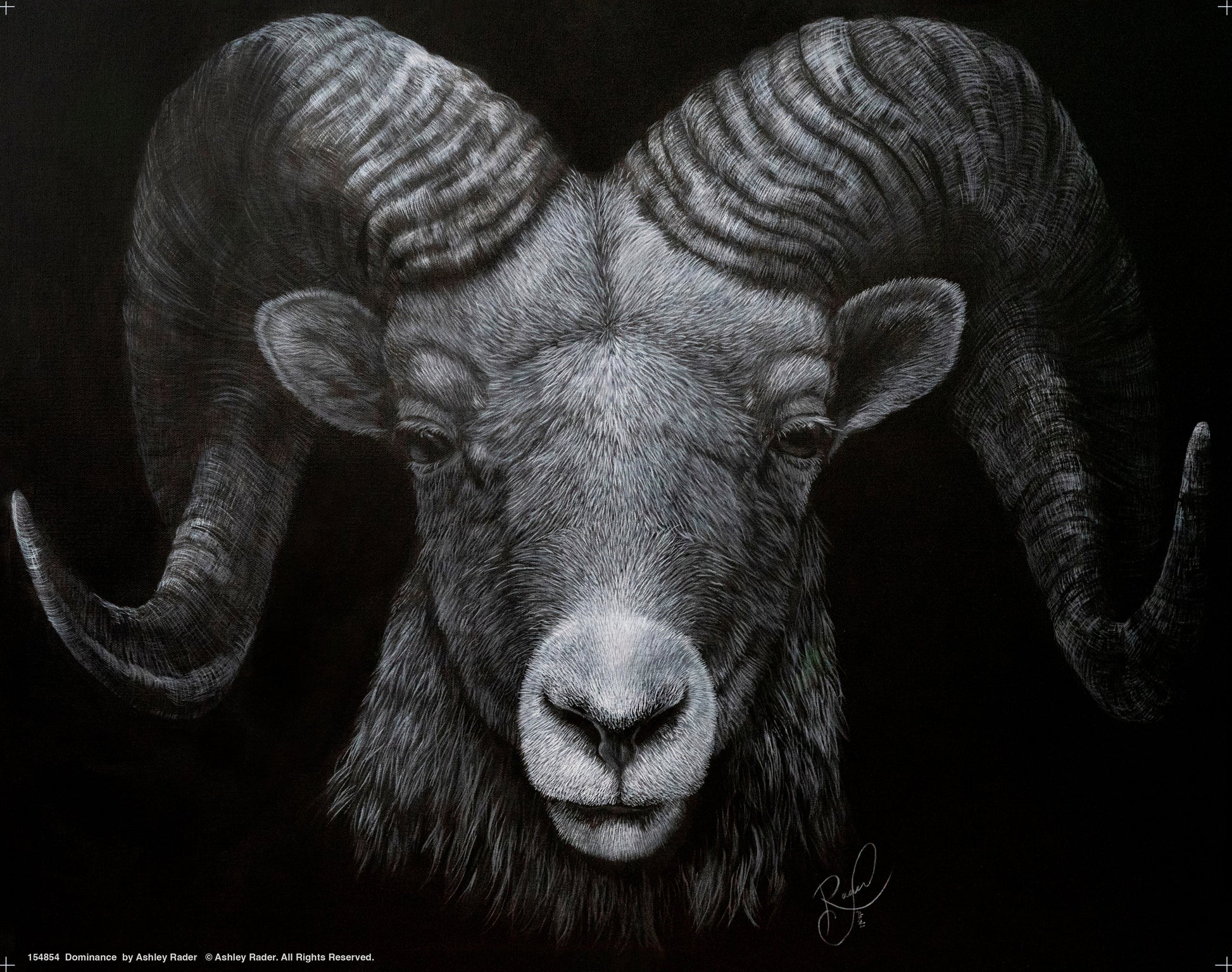 154854_Dominance_11x14_GFT Art Print.jpg