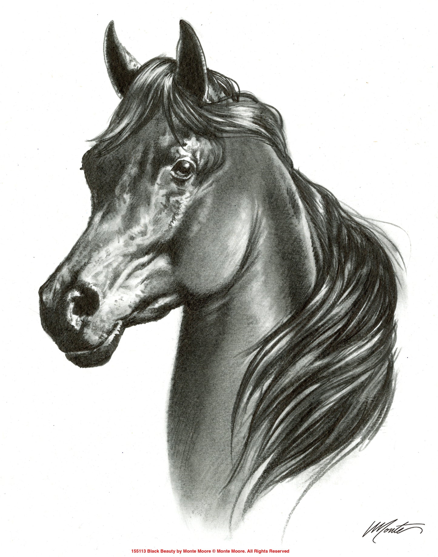 155113_Black Beauty_11x14_GFT.jpg