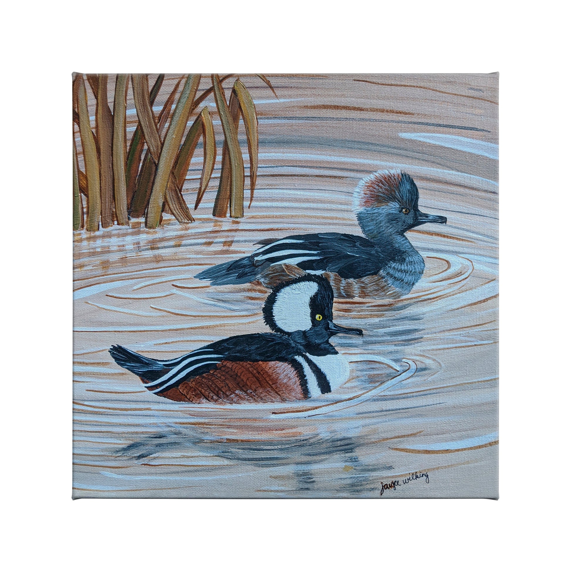155392_Merganser Hooded Swimming_14x14_F_CGW.jpg