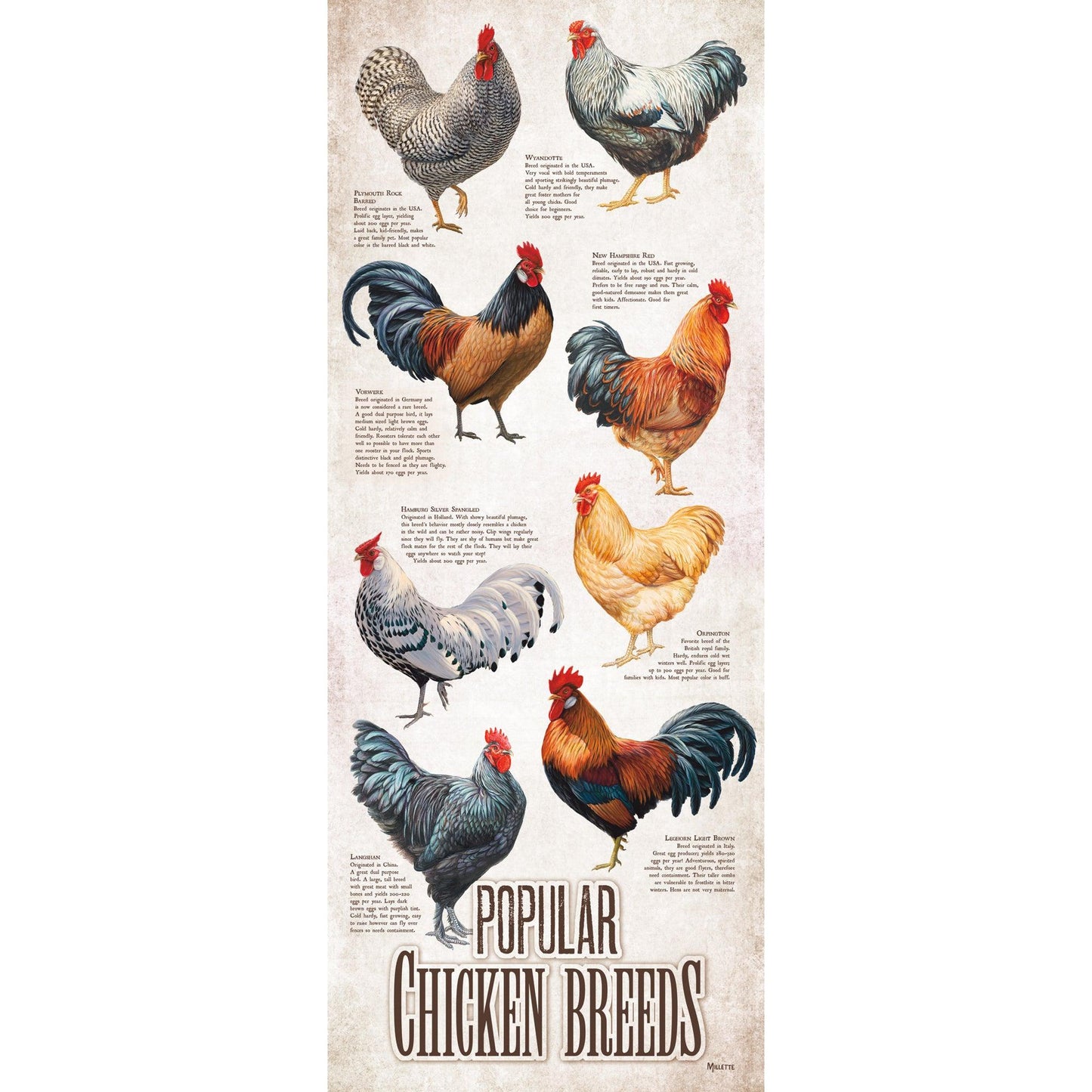 Popular Chicken Breeds 12" x 30" Wood Sign - Wild Wings