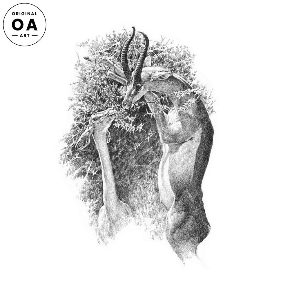 Gerenuk (Giraffe—necked Gazelle) Original Pencil Drawing - Wild Wings