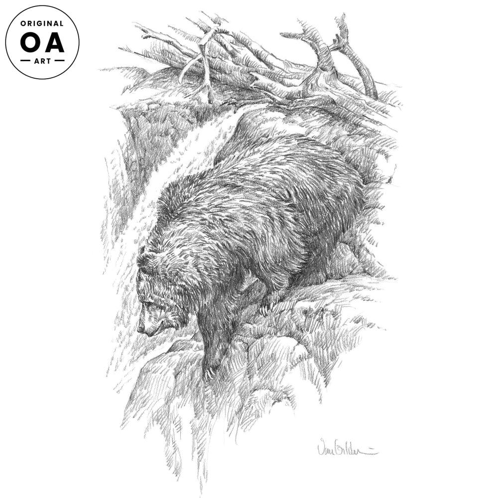 Grizzly Bear Original Pencil Drawing from Wild Wings