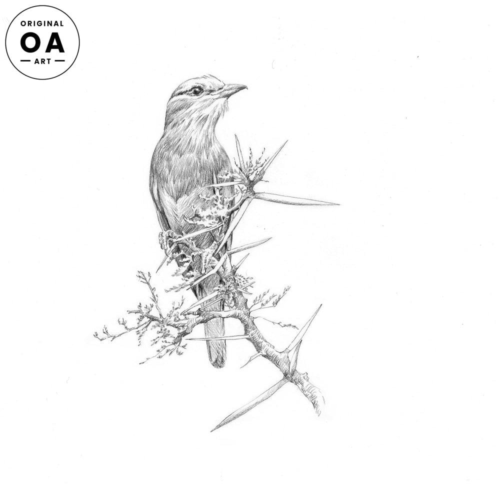 Lilac—breasted Roller Original Pencil Drawing - Wild Wings