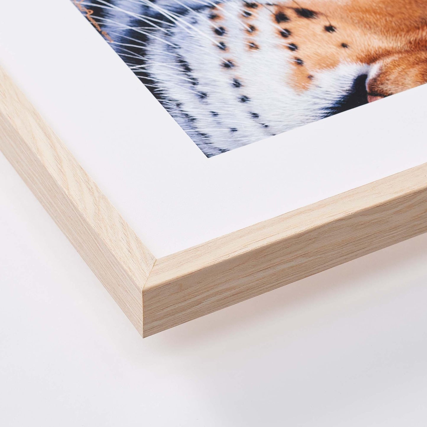 Cardinal and Hollyhocks Paper Print - Wild Wings