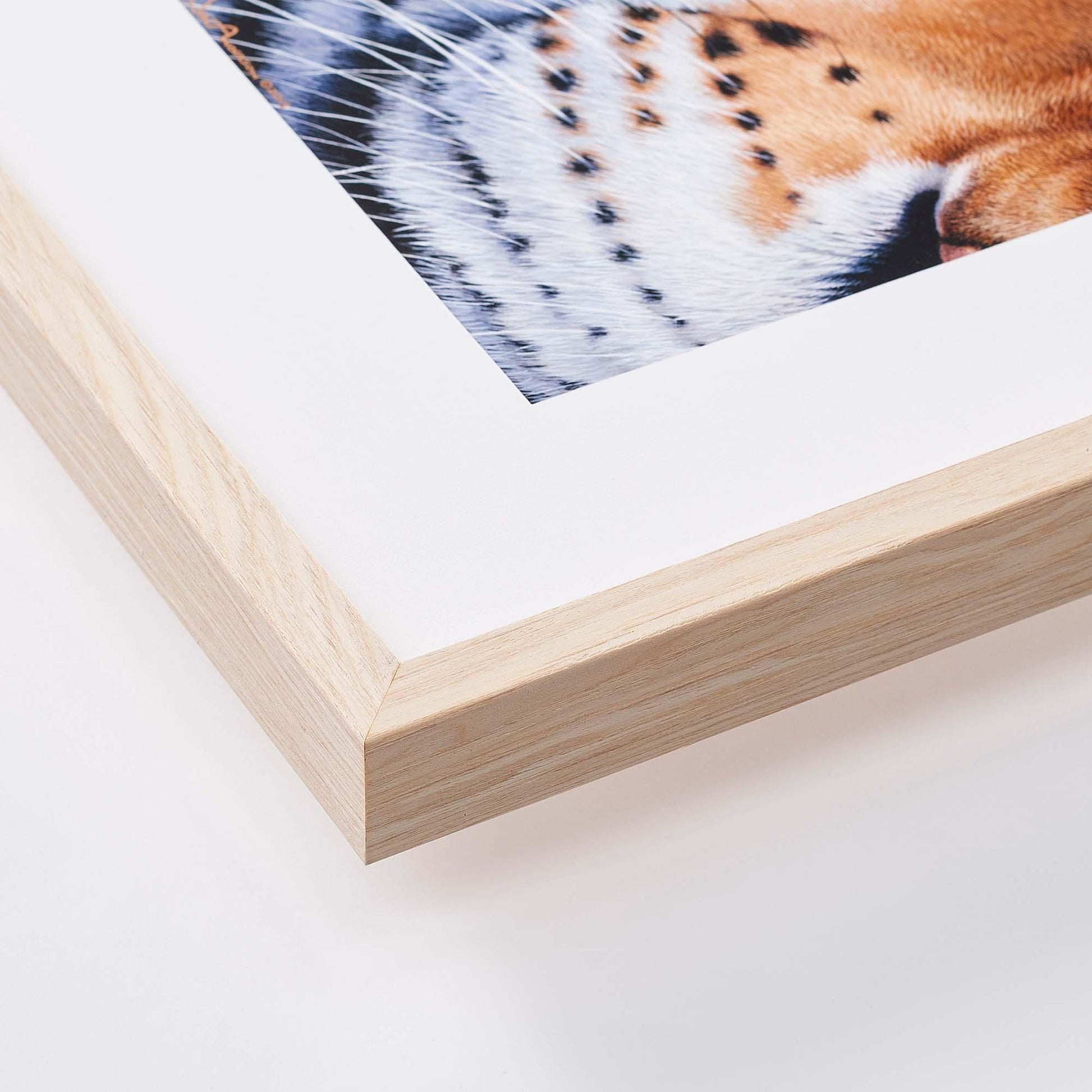 Anything for Love—Elk Limited Edition Paper Print - Wild Wings