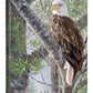 The Watchman—Bald Eagle - 20.5" x 16" Gallery Wrapped Canvas