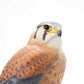 Kestrel Sculpture - Wild Wings