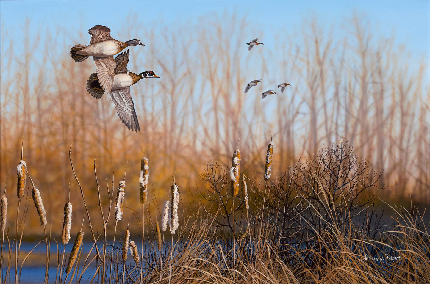 Return Among the Cattails - Wood Ducks; Studio Artist Edition (SA)