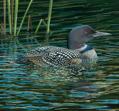 Water Colors – Loons - 12" x 13" Original Oil Painting