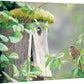 A Fixer Upper—House Wren Gallery Wrapped Canvas - Wild Wings