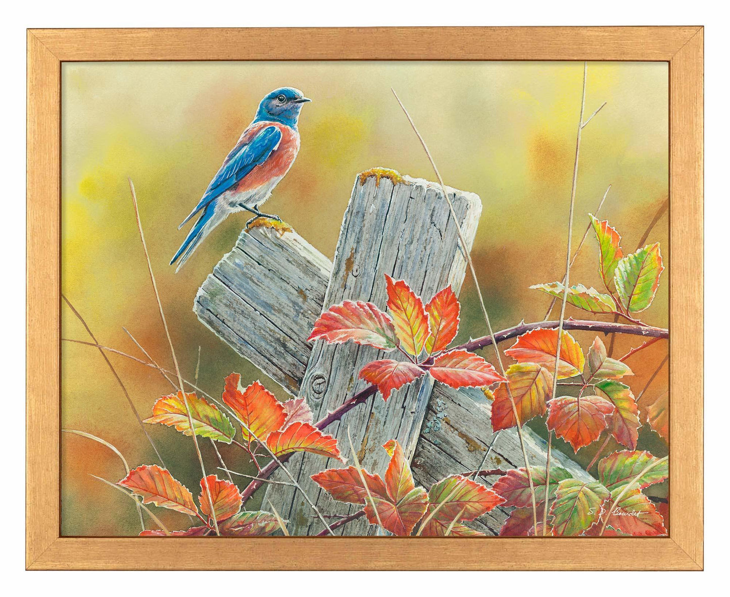 Autumn Vista—Western Bluebird Art Print - Wild Wings