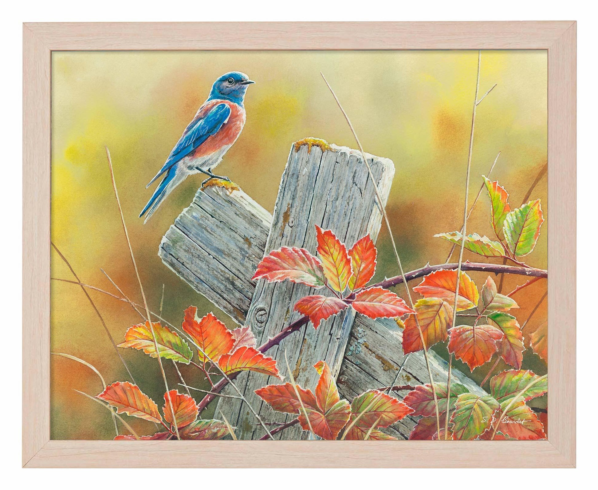 Autumn Vista—Western Bluebird Art Print - Wild Wings