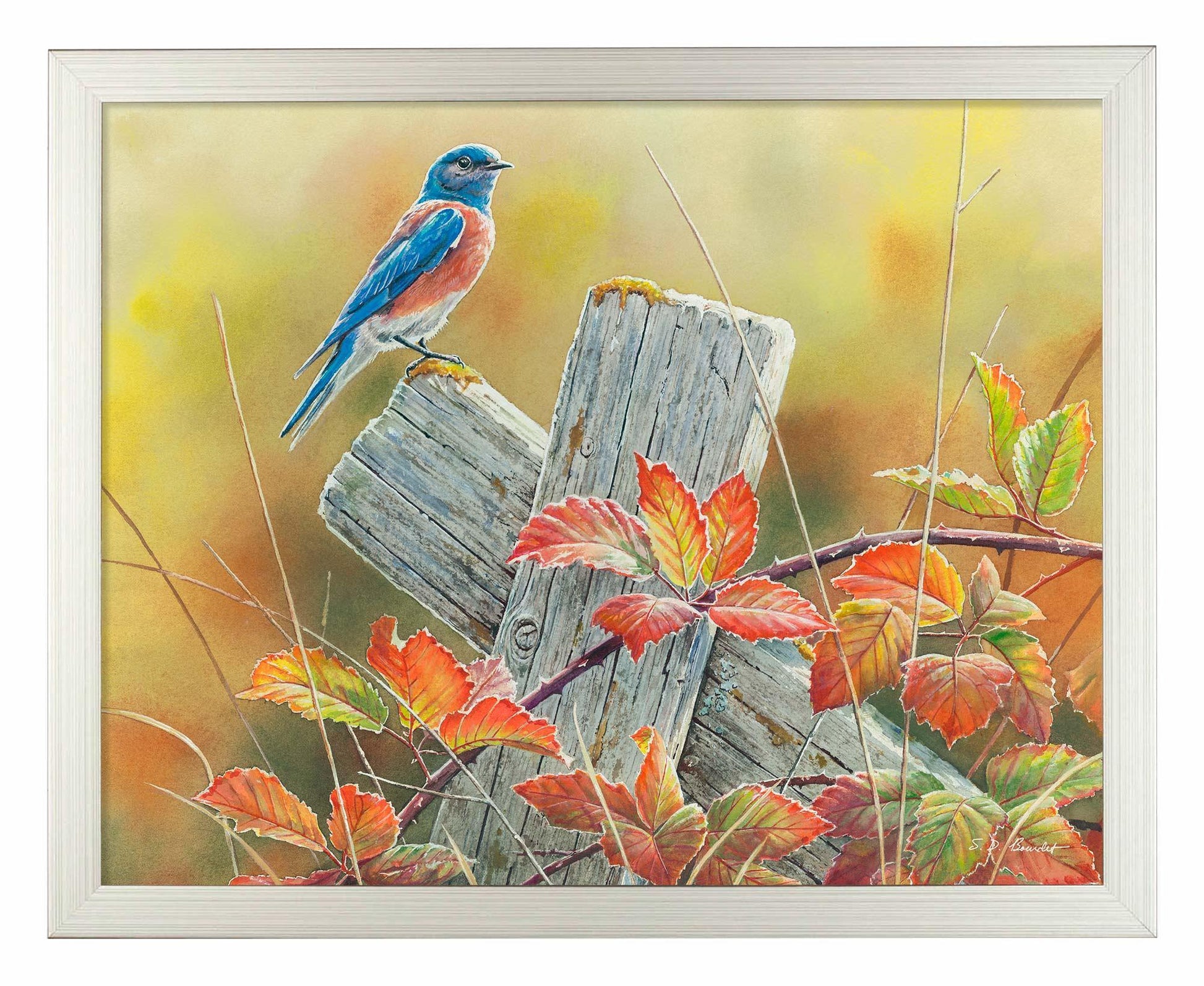 Autumn Vista—Western Bluebird Art Print - Wild Wings