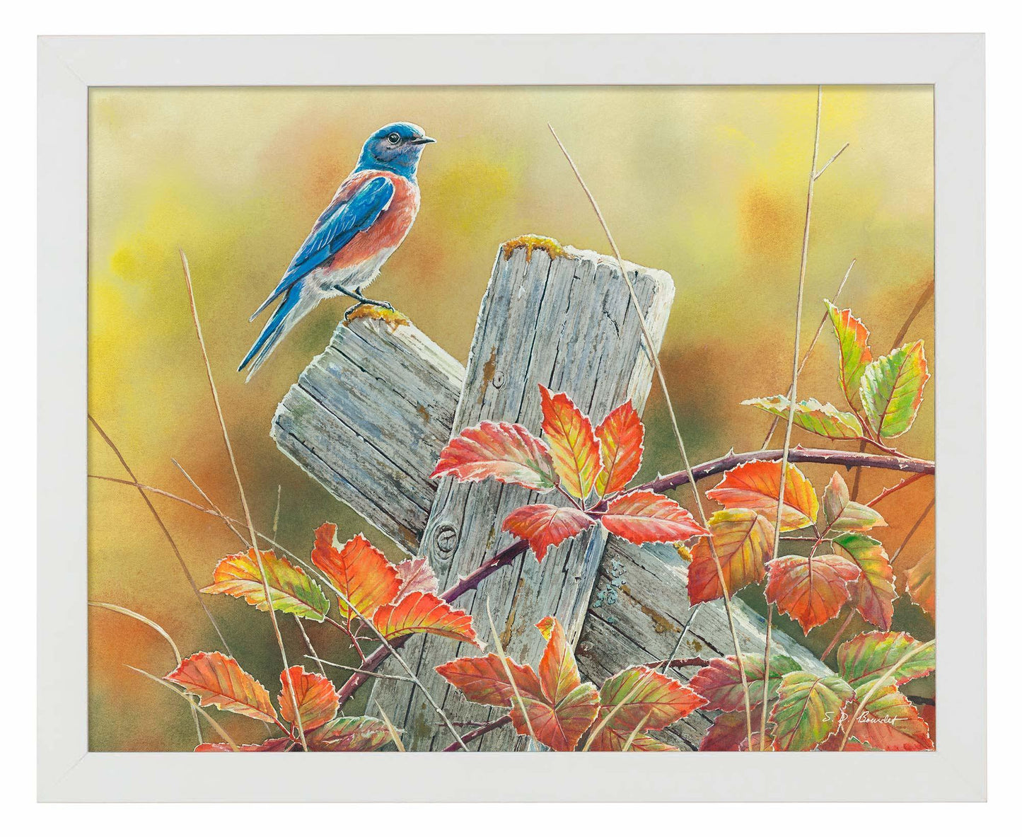 Autumn Vista—Western Bluebird Art Print - Wild Wings