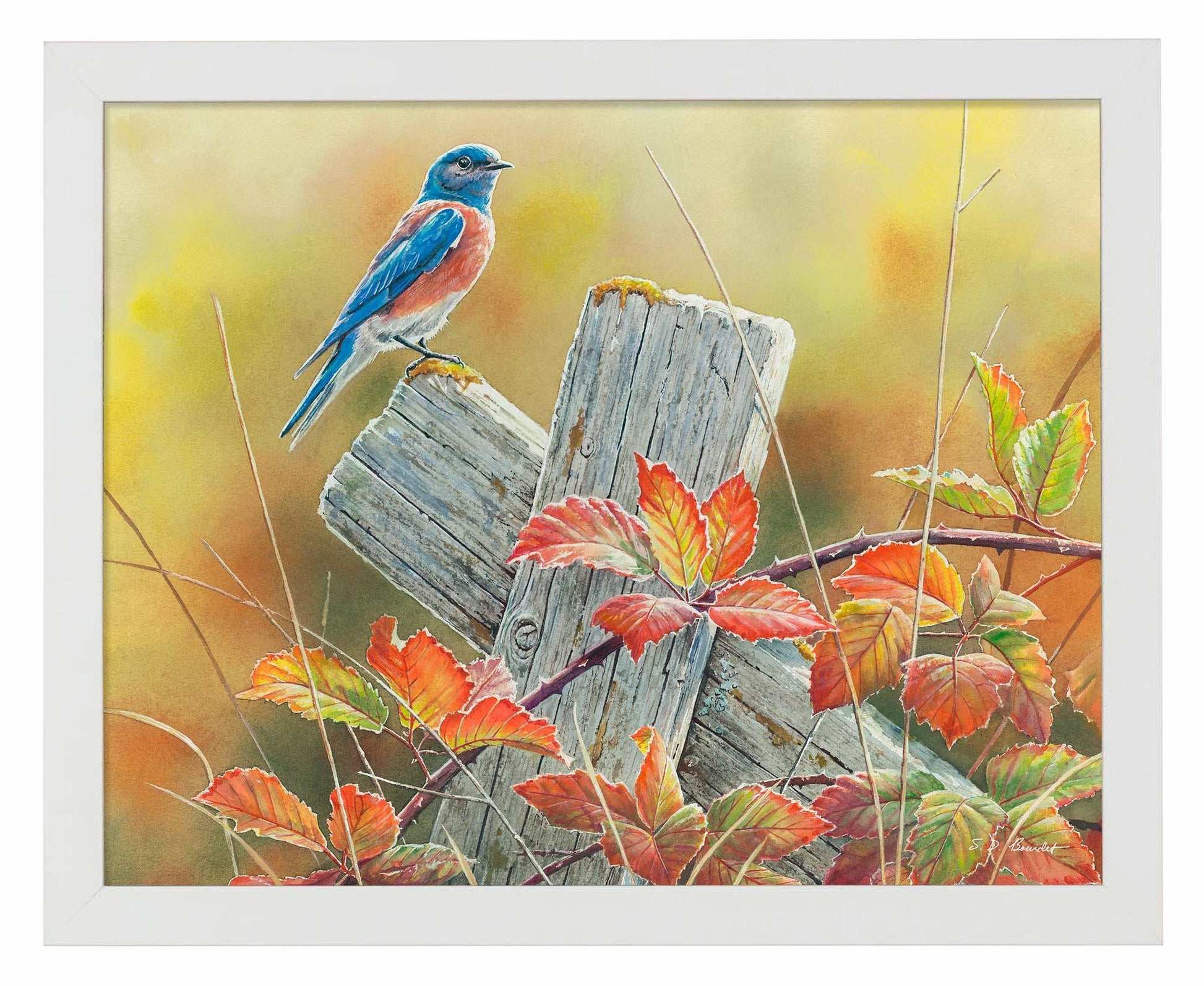 Autumn Vista—Western Bluebird Art Print - Wild Wings
