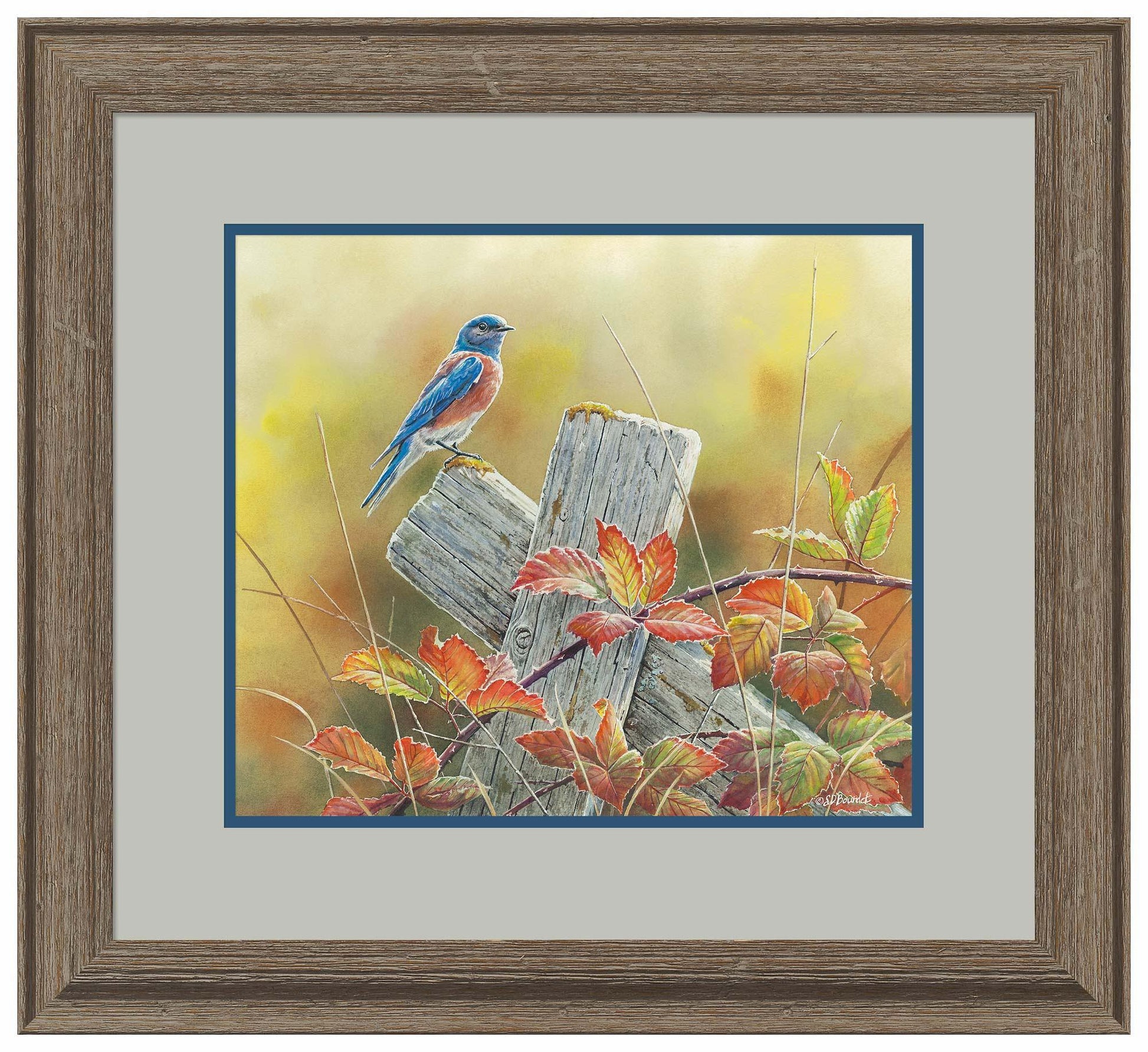 Autumn Vista—Western Bluebird Limited Edition Paper Print - Wild Wings