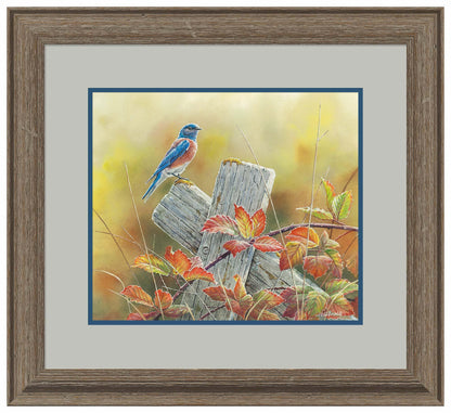 Autumn Vista—Western Bluebird Limited Edition Paper Print - Wild Wings