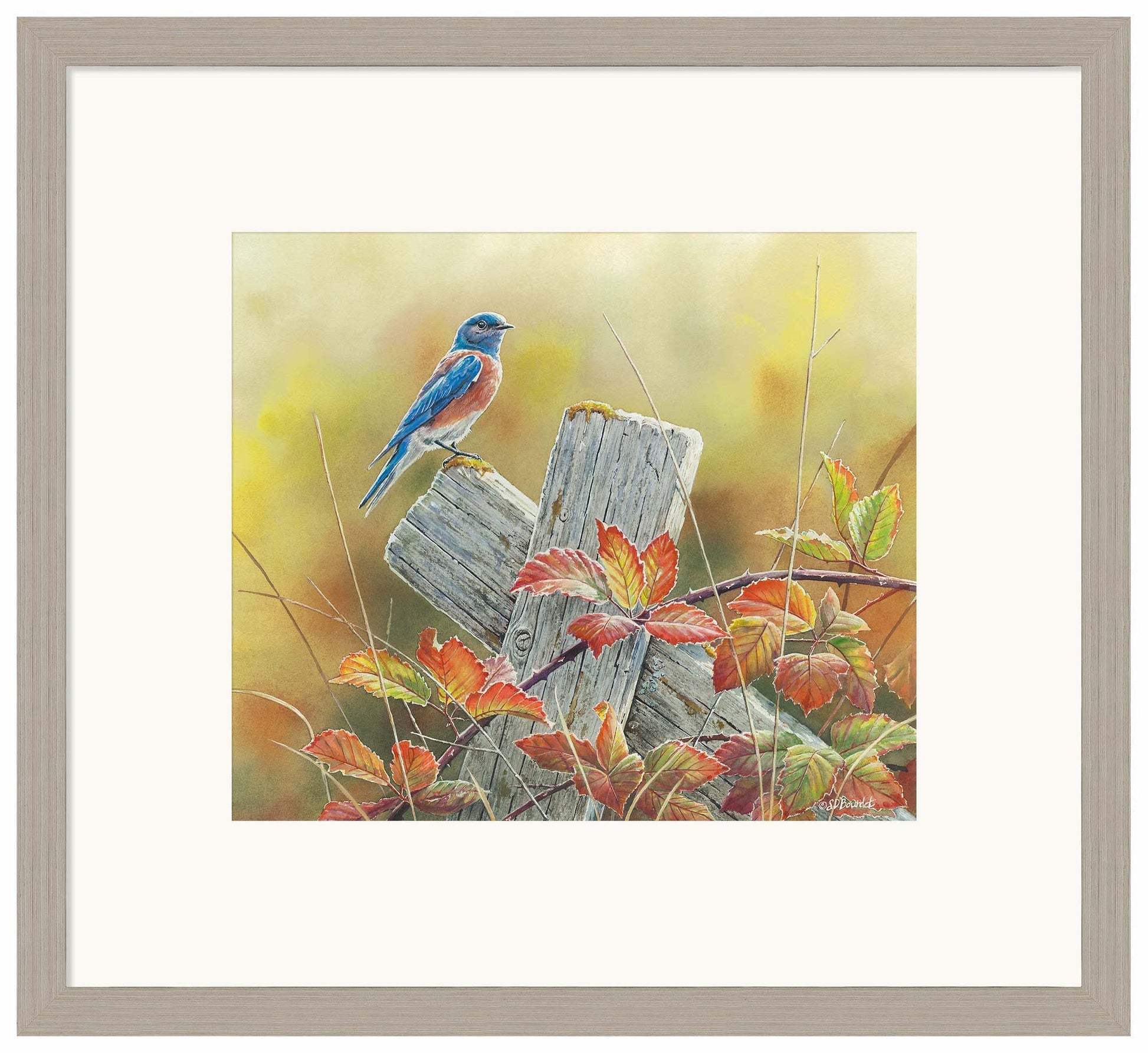 Autumn Vista—Western Bluebird Limited Edition Paper Print - Wild Wings