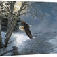 Awakening—Bald Eagle Gallery Wrapped Canvas - Wild Wings