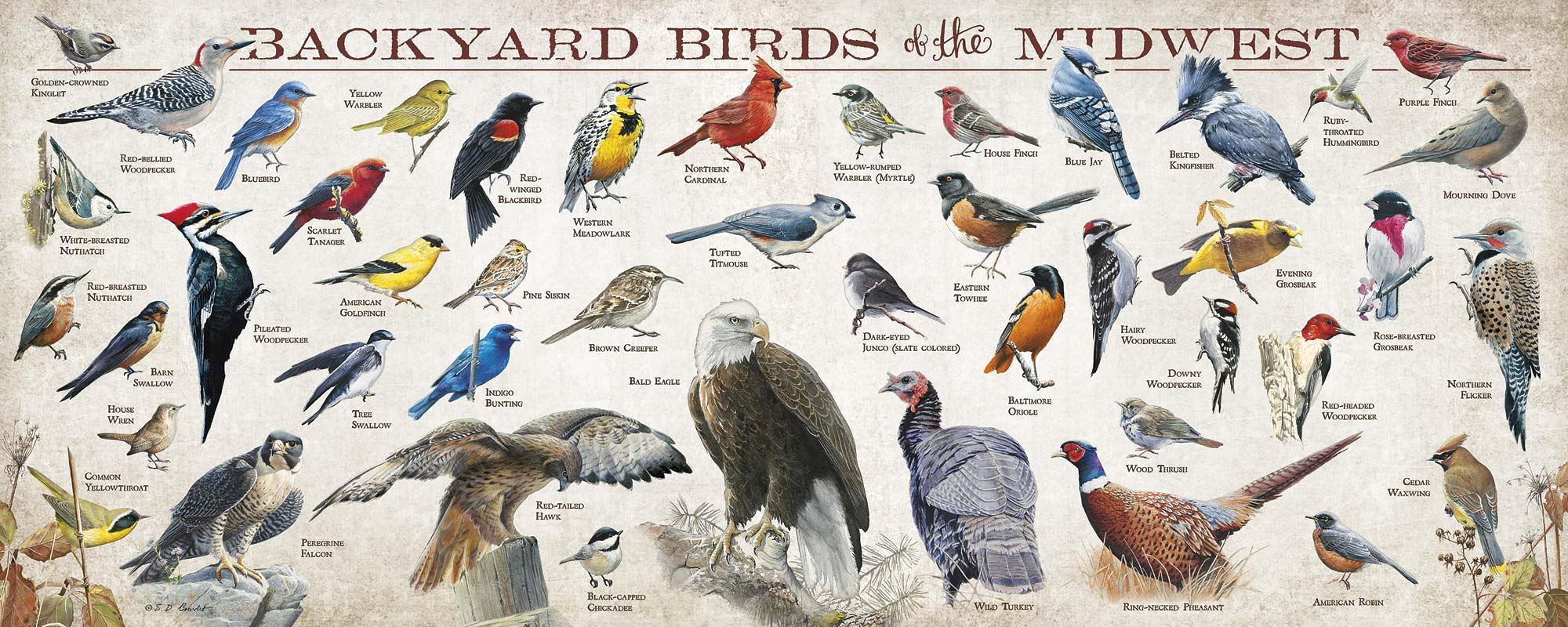 Midwest Backyard Bird Grußkarten – 24 Stück, 14x10,8 Cm, Mit Vogel-Identifikationskarte, Innen Leer