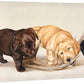 Bad Boys—Labs Gallery Wrapped Canvas - Wild Wings