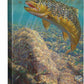 Bad Decision—Brown Trout Gallery Wrapped Canvas - Wild Wings