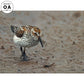 Beachcomber—Sandpiper Original Oil Painting - Wild Wings