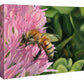 Bee Happy—Honeybee Gallery Wrapped Canvas - Wild Wings