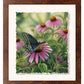 Black Swallowtail Butterfly Deckled Edge Paper Print - Wild Wings