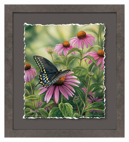 Black Swallowtail Butterfly Deckled Edge Paper Print - Wild Wings