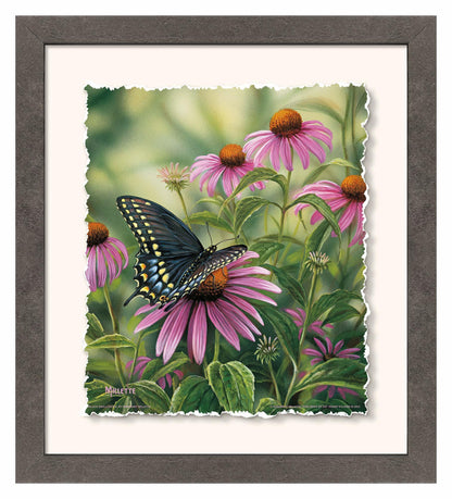 Black Swallowtail Butterfly Deckled Edge Paper Print - Wild Wings