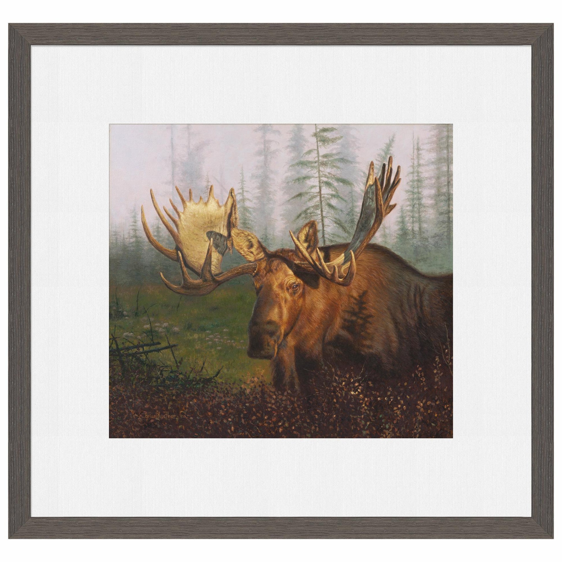 Early Morning Moose Limited Edition Paper Print - Wild Wings