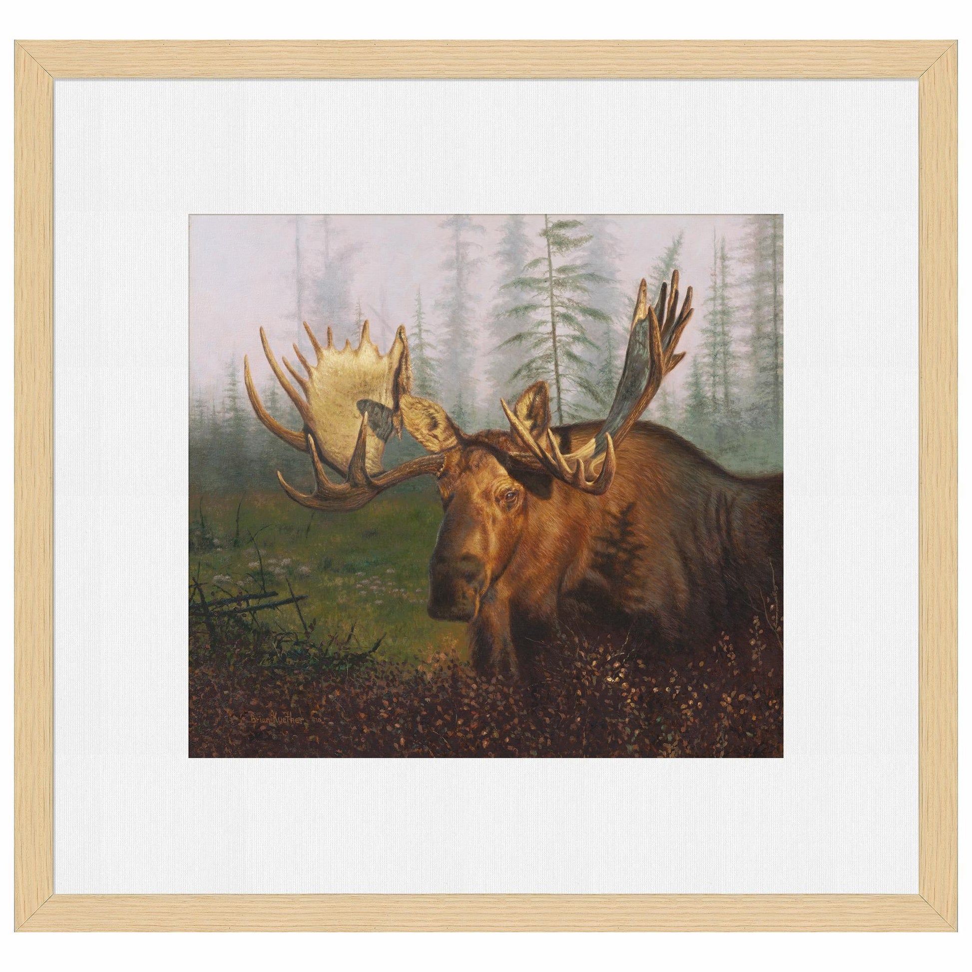 Early Morning Moose Limited Edition Paper Print - Wild Wings