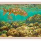 Baetis Feast—Rainbow Trout Art Print - Wild Wings