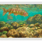 Baetis Feast—Rainbow Trout Art Print - Wild Wings