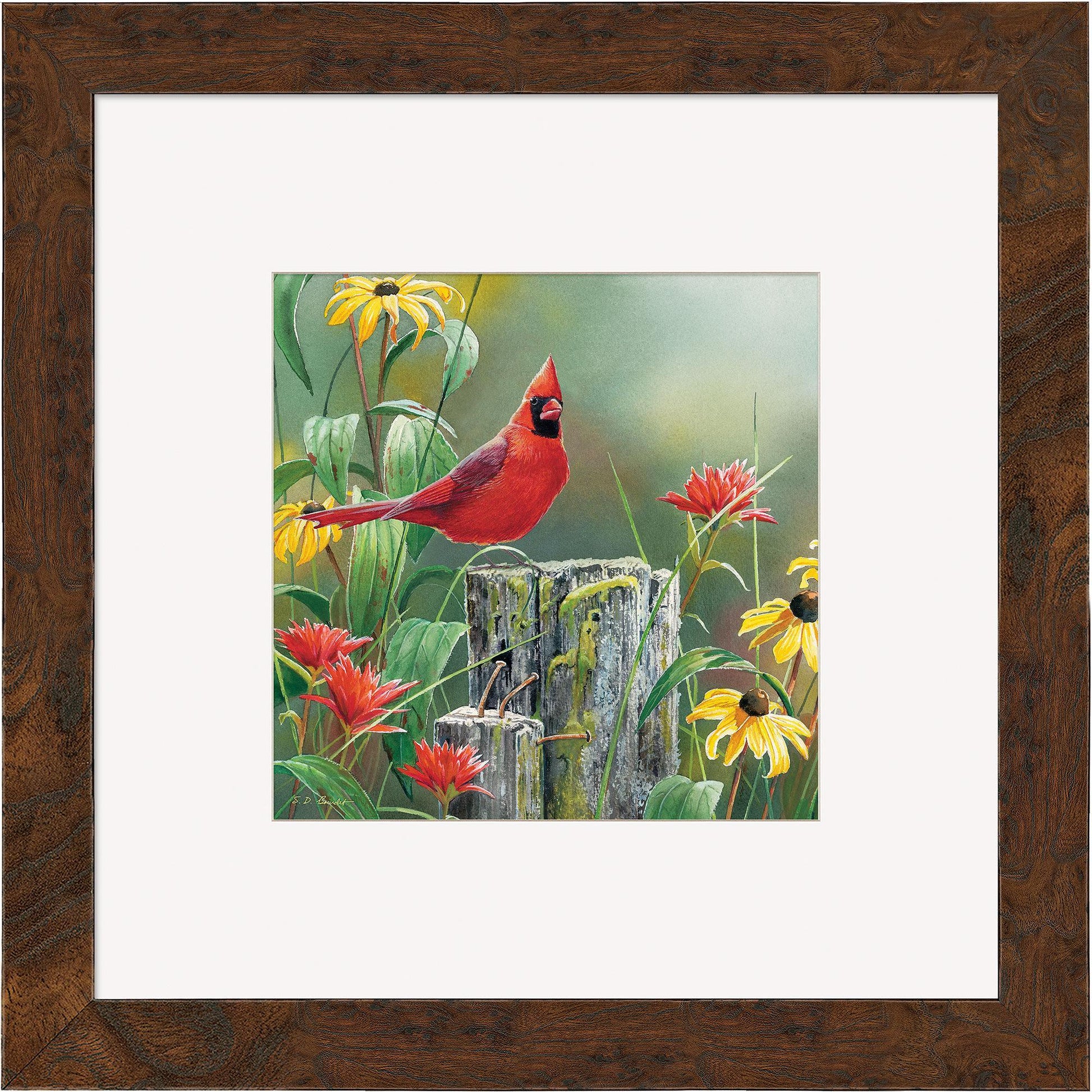 Greeting the New Day—Cardinal Contempo Square - Wild Wings