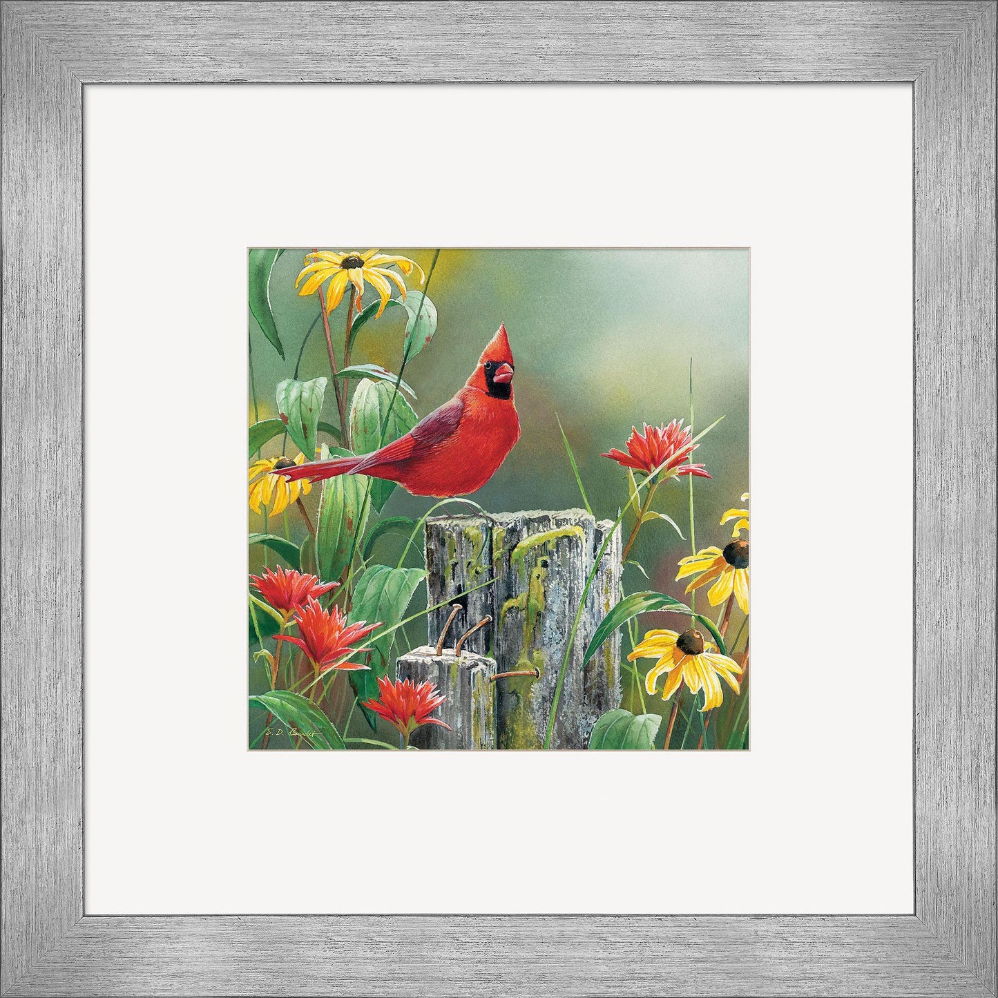 Greeting the New Day—Cardinal Contempo Square - Wild Wings