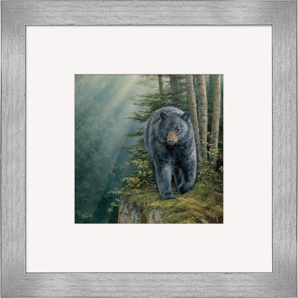 Rocky Outcrop—Black Bear Contempo Square - Wild Wings