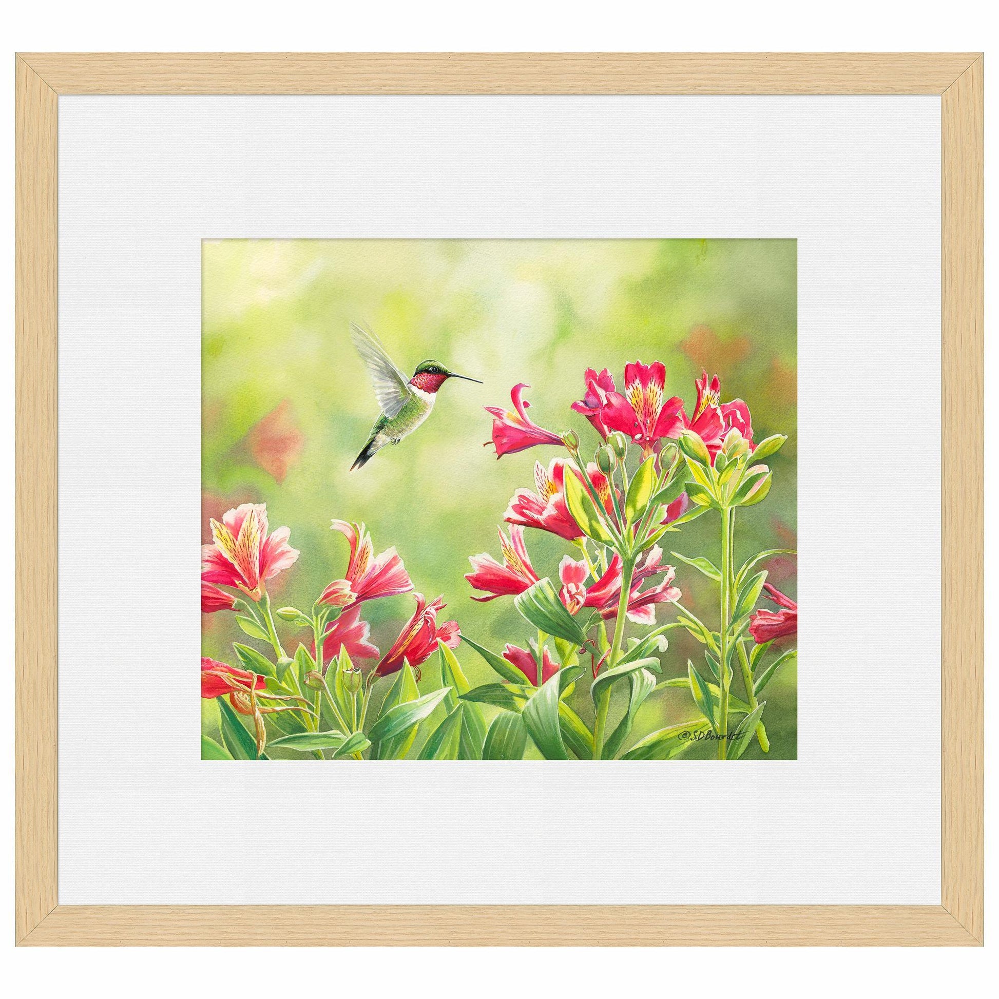 Ruby Throat & Freesias Paper Print - Wild Wings