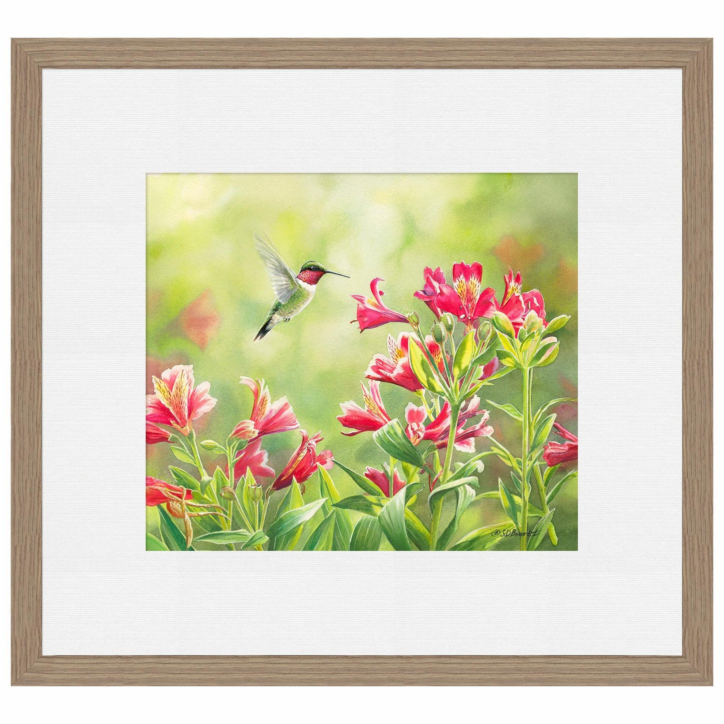 Ruby Throat & Freesias Paper Print - Wild Wings