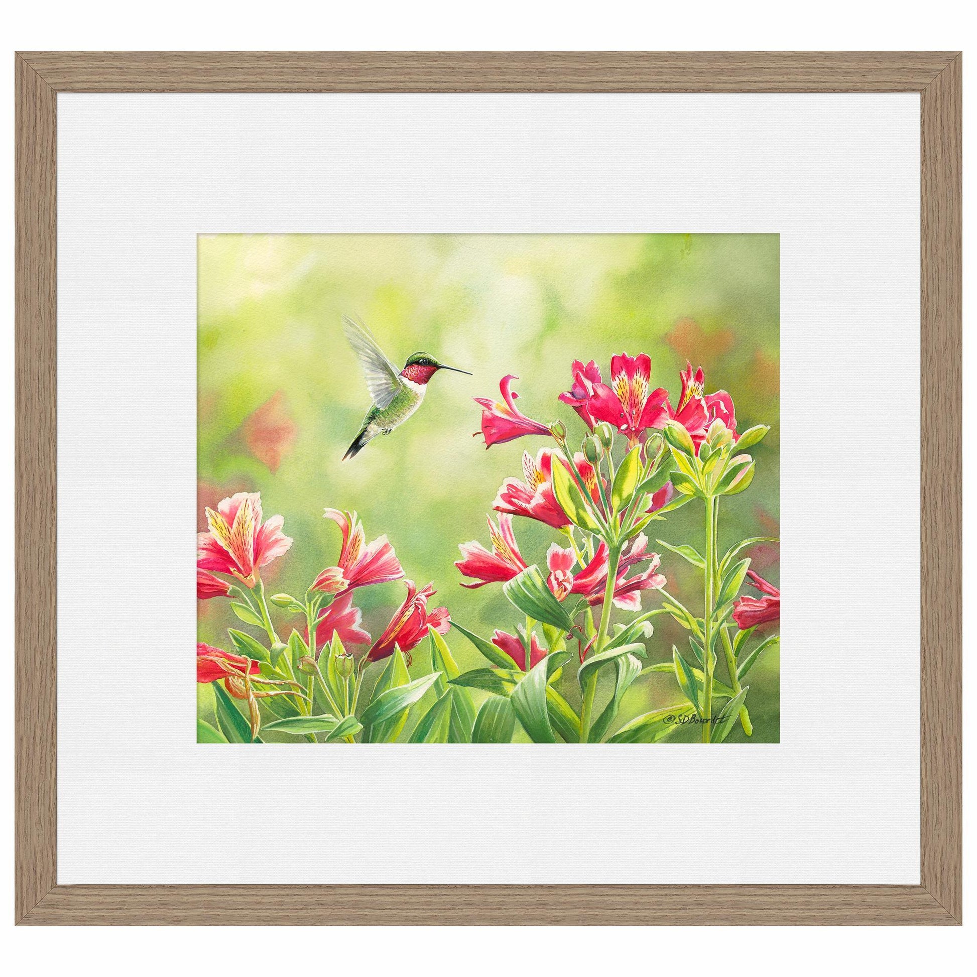 Ruby Throat & Freesias Paper Print - Wild Wings
