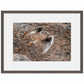 Stealth-Praire Falcon Limited Edition Paper Print - Wild Wings