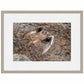 Stealth-Praire Falcon Limited Edition Paper Print - Wild Wings