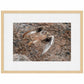 Stealth-Praire Falcon Limited Edition Paper Print - Wild Wings