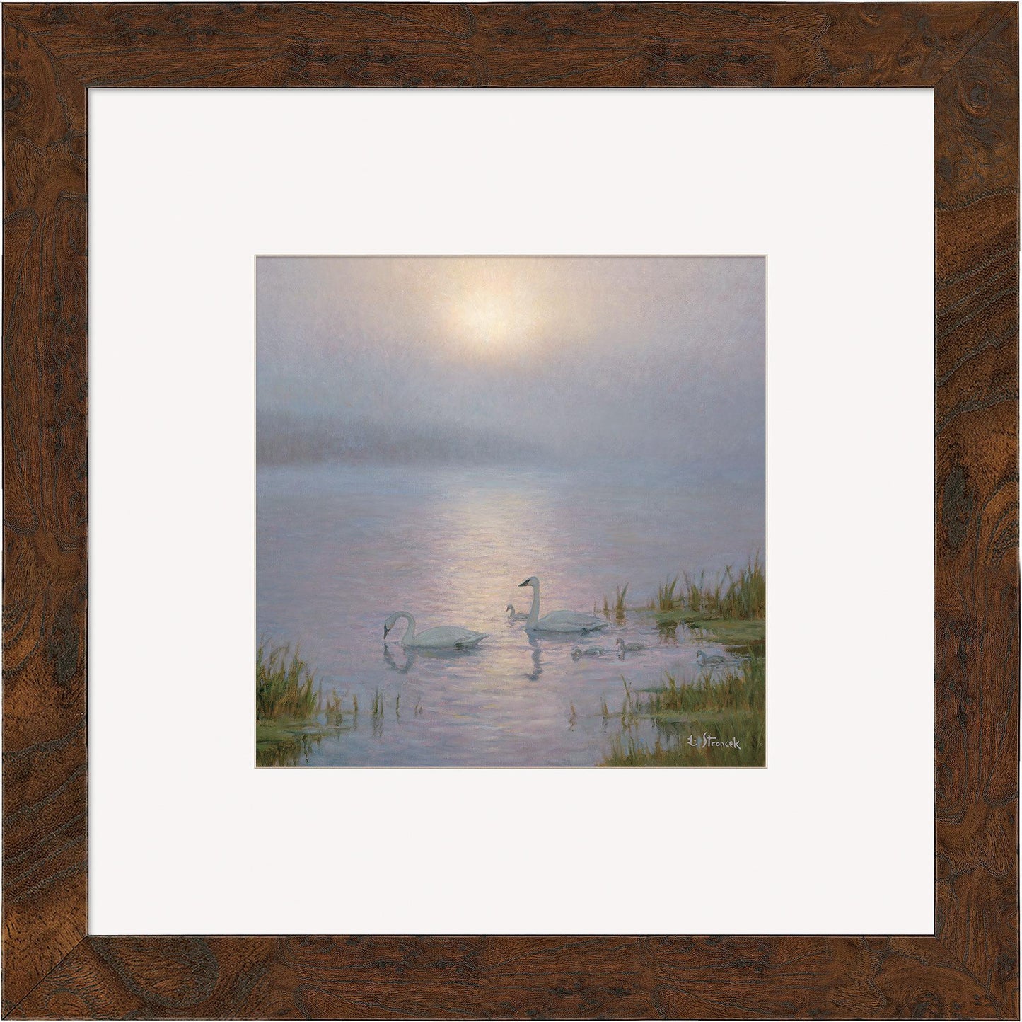 Swan Family and Lifting Fog Contempo Square - Wild Wings