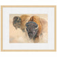 When the Dust Settles-Bison Limited Edition Paper Print - Wild Wings