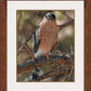 Woodland Sniper-Cooper's Hawk Framed Limited Edition Print - Wild Wings