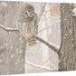 First of December—Barred Owl Gallery Wrapped Canvas - Wild Wings